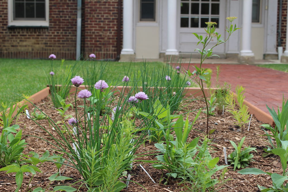 New Pollinator Garden on Campus Supports Local Biodiversity - Garden Landscape Image