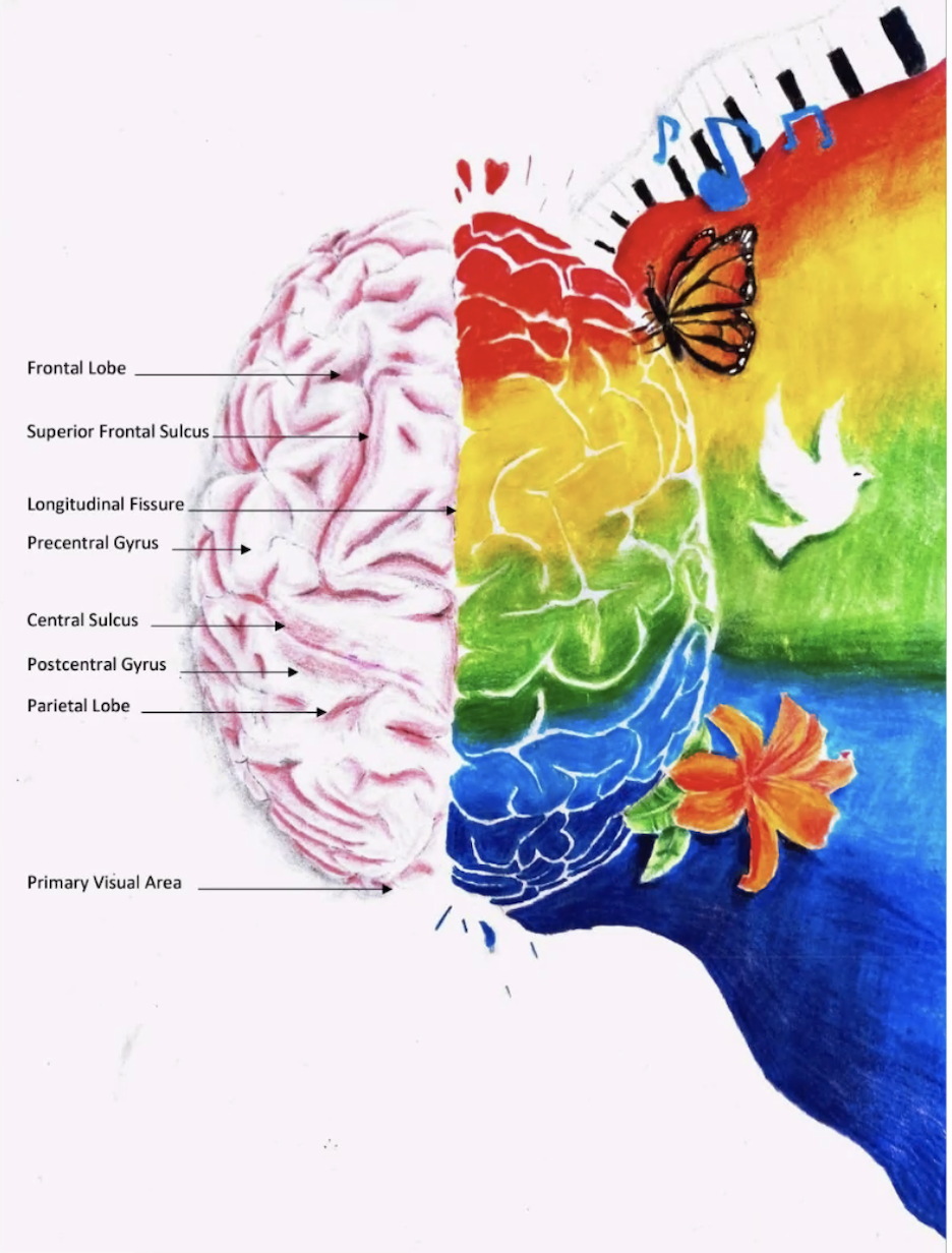 Convocation of Thanks: Animated computer Image of Brain with labeled structures on one side of brain and a rainbow coming off from other side