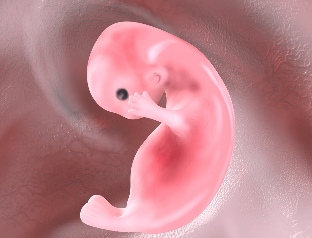 Embryo in utero