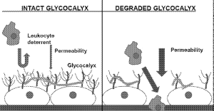 glycocalyx comparison