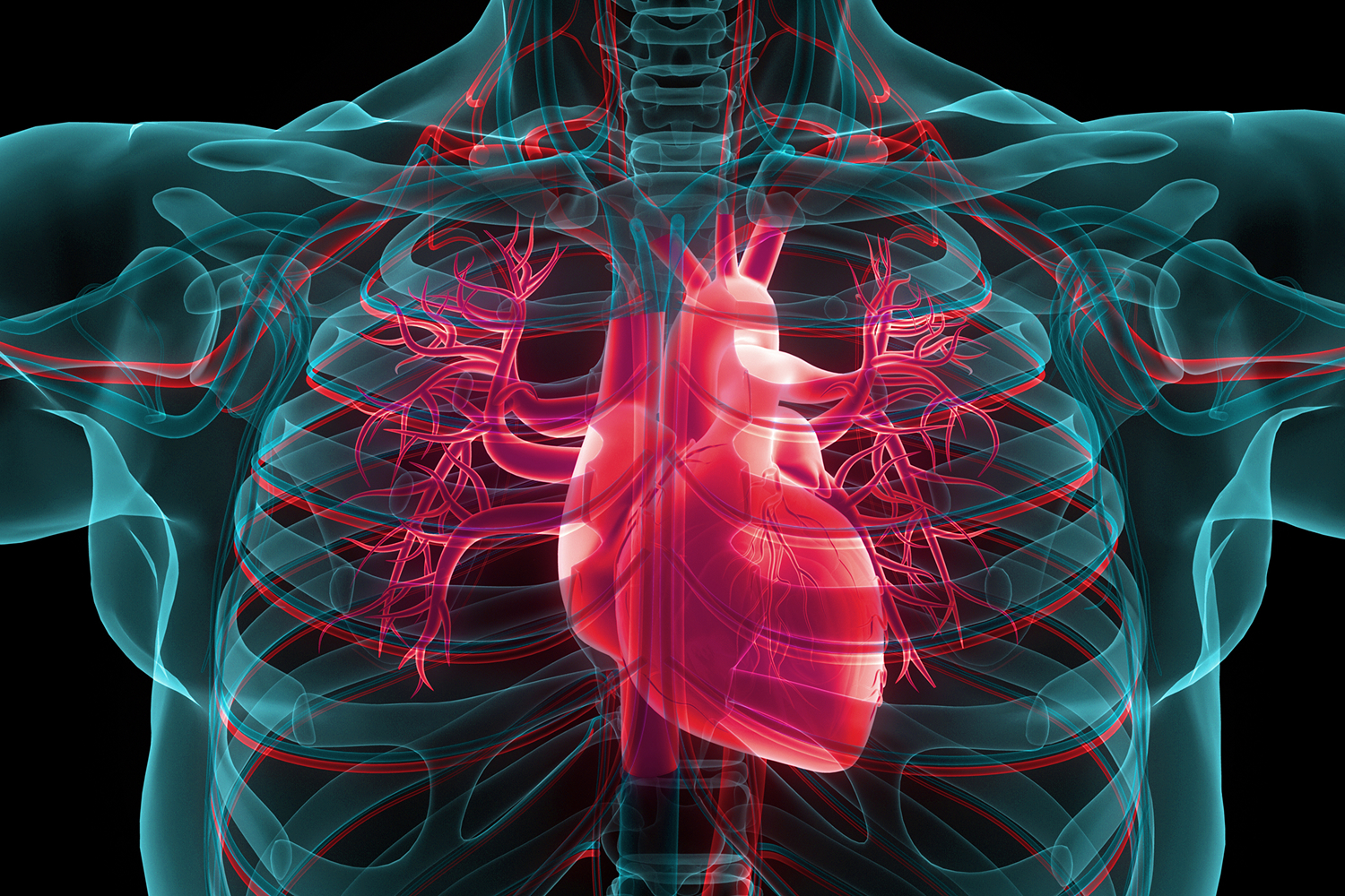 diagram of body with focus on the cardiovascular system