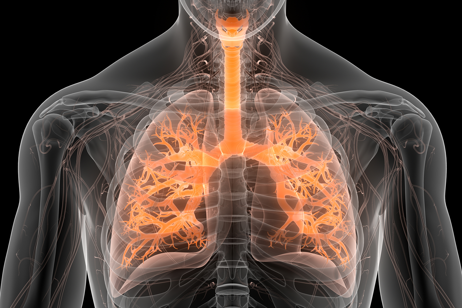 scan of the lungs