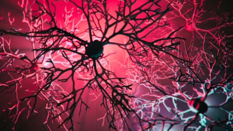 Image of Neurons and Neural Connections Stock Photo